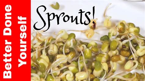 How To Grow Your Own Sprouts Youtube