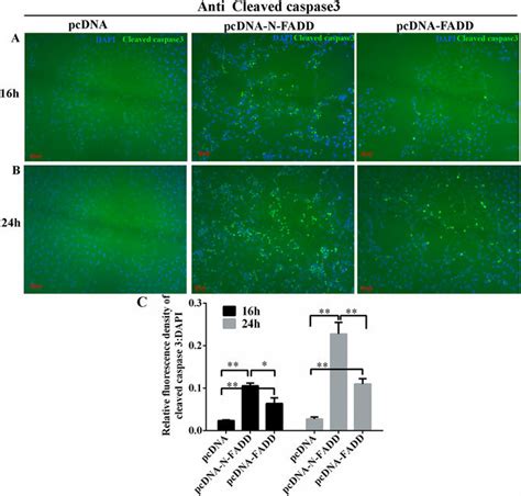 Overexpression Of FADD Or N FADD In B16F10 Melanoma Cells Activation Of