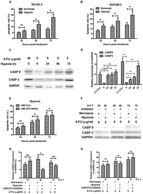 Hypoxia Induced Mir 210 In Epithelial Ovarian Cancer Enhances Cancer