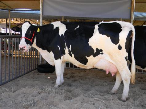 Vaca leiteira tem manejo específico para produzir grandes volumes de leite