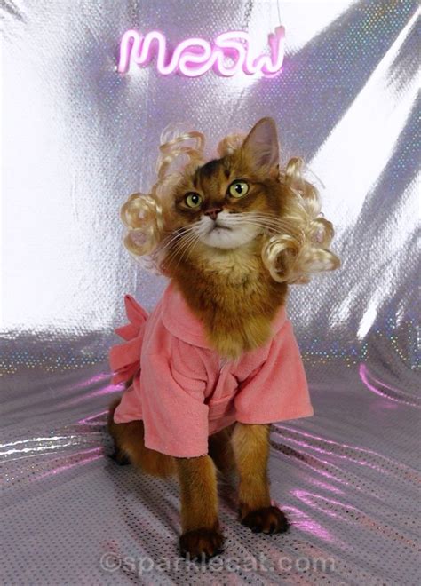 Flipping My Wig Summers Fabulous Cat Life