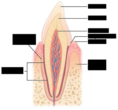 Gomphosis Diagram | Quizlet