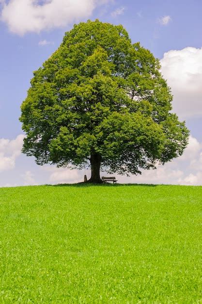 Premium Photo View Of Tree Growing On Grassy Field Against Sky