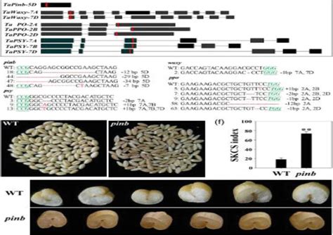 Gene Editing Improves The Agronomic Important Traits Of Wheat Crispr