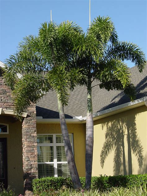 Foxtail Palm Tree Wodyetia Bifurcata Urban Palms