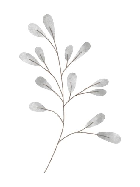 Premium Vector Watercolor Trendy Pussy Willow Plant Vector Illustration For Web App And Print