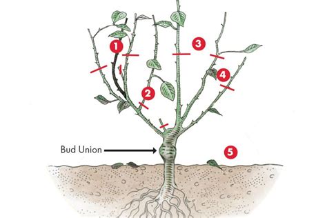 When and how to prune roses | Armstrong Garden Centers