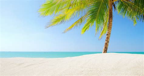 Sandy Beach With Palm Tree On Tropical Island At Sunny Day With Blue