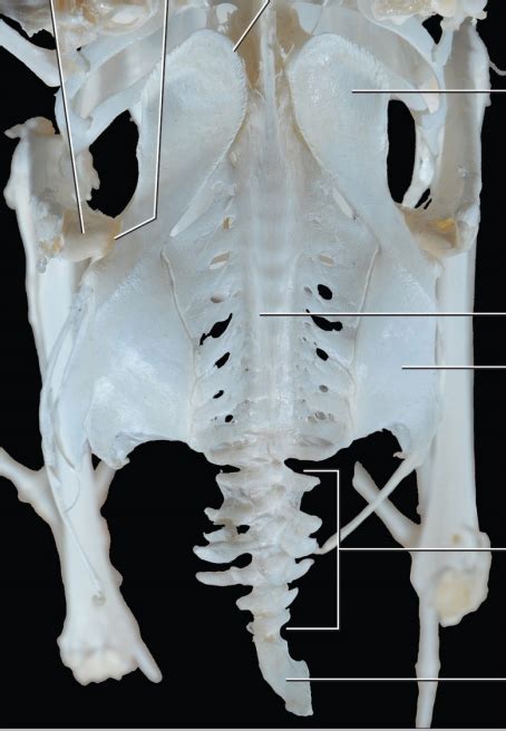 Ornithology Lab Vertebral Column Diagram Quizlet