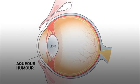 Aqueous humour: The nutrient rich fluid inside our eyes 