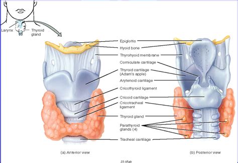 Thyroid Diagram Quizlet