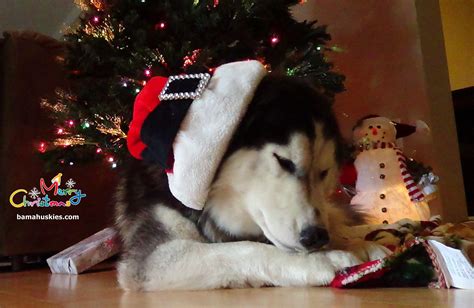 Husky Christmas Wallpapers - Top Free Husky Christmas Backgrounds ...