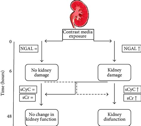 Phases of acute kidney injury. This figure illustrates progression from ...