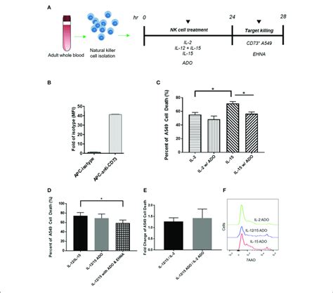 Cytotoxicity Of Human Nk Cells Against Cd Cancer Cells In The