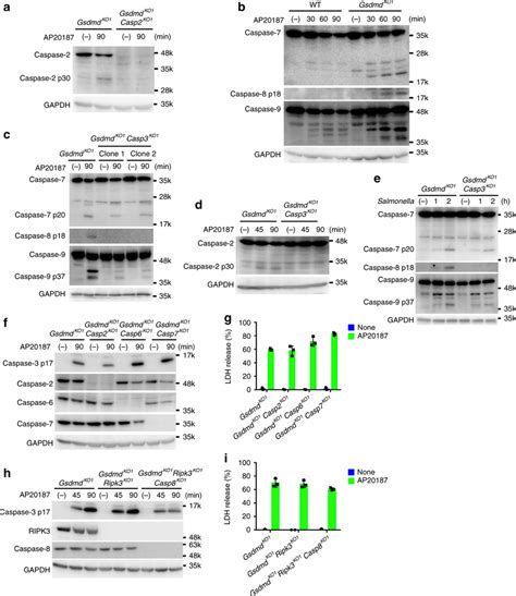 Caspase 2 6 7 And 8 Are Dispensable For Caspase 1 Induced Apoptosis