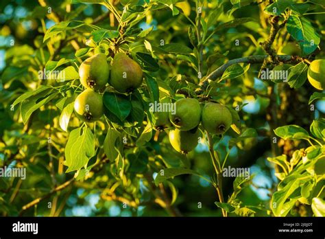 Frucht Frisch Hi Res Stock Photography And Images Alamy