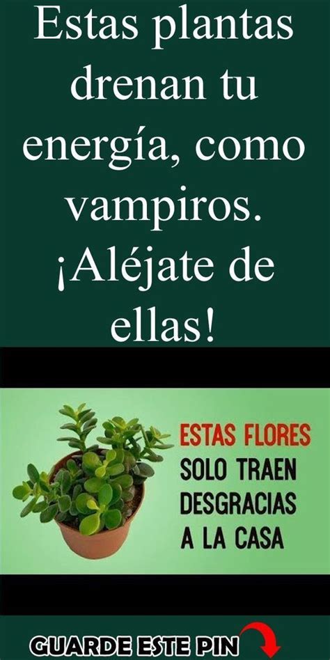 5 Plantas Que Debes Colocar En La Entrada De Tu Casa Para Alejar