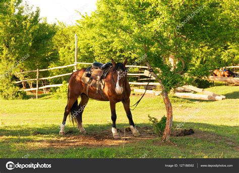 Pferd Im Sommer Auf Einem Bauernhof Im Dorf An Einen Baum Gebunden