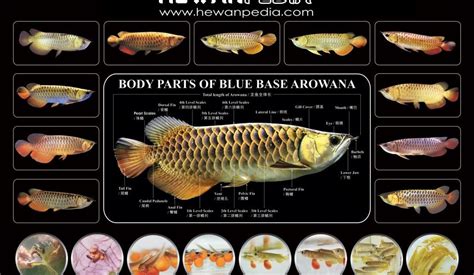 Jenis Jenis Ikan Arwana Dan Harganya