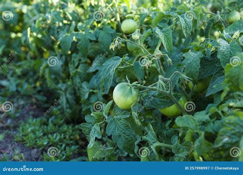 Beautiful Green Tomato Plant Growing in Garden, Space for Text Stock ...