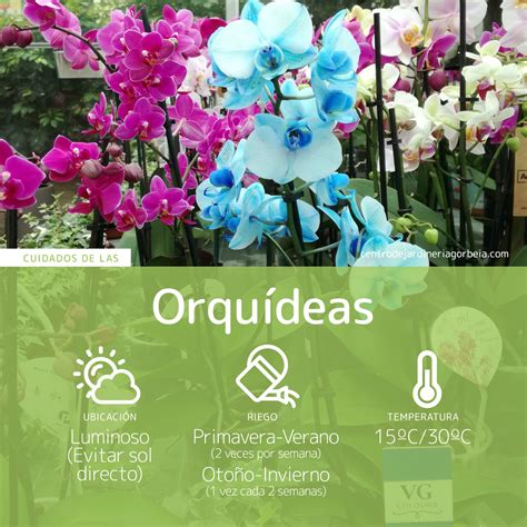 Cuida tus plantas Cuidados de la orquídea Centro de Jardinería Gorbeia