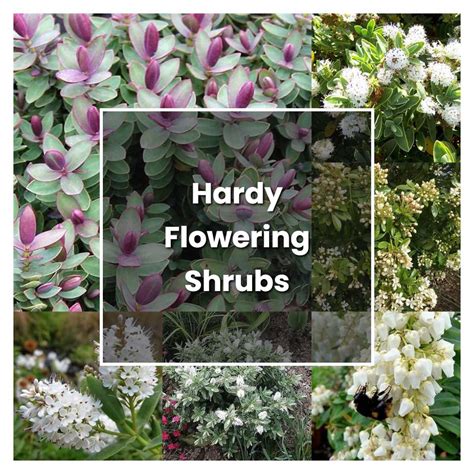 How to Grow Hardy Flowering Shrubs - Plant Care & Tips | NorwichGardener