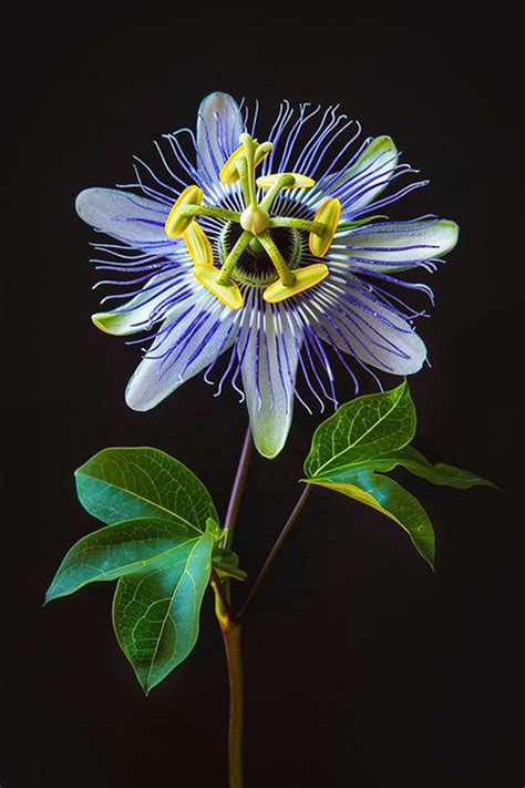 Blue Passion Flower - Flowers - Featured Content - Lovingly