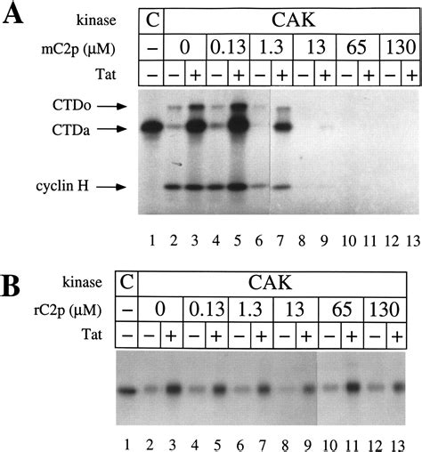 The Hiv Transactivator Tat Binds To The Cdk Activating Kinase And