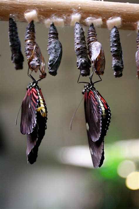 Pin Di Lanie Van Der Laan Su Butterflies And Moths Insetti Farfalle