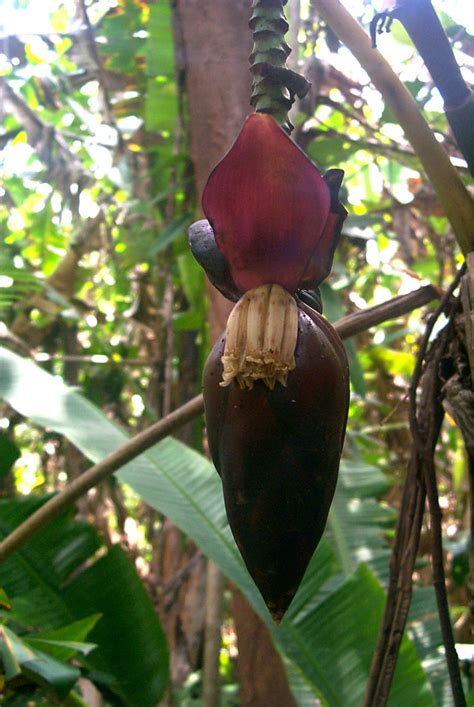 Musa acuminata (Musaceae) image 24684 at PhytoImages.siu.edu