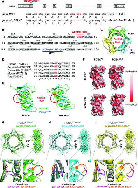 The Structural Importance Of Pcna Ser And Leu Residues In A