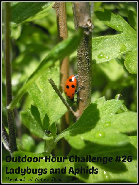 Outdoor Hour Challenge #26 Ladybugs and Aphids - Homeschool Nature Study