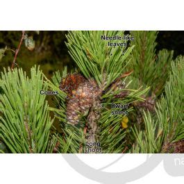 Pinus Mugo Mountain Pine Strobilus Strobili Pinus Mugo Mountain