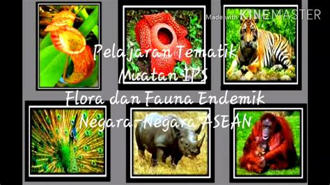 Pelajaran Tematikmuatan Ips Materi Flora Dan Fauna Endemik Negara