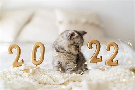 9 New Year's Resolutions to Make for a Healthy and Happy Cat