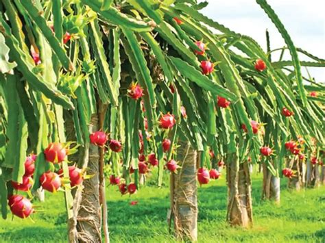 Dragon Fruit Farming ड्रैगन फ्रूट की खेती से कीजिये लाखो की कमाई