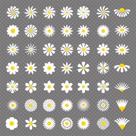 Premium Vector Chamomile Set Herbal Stylized Botanical Illustrations