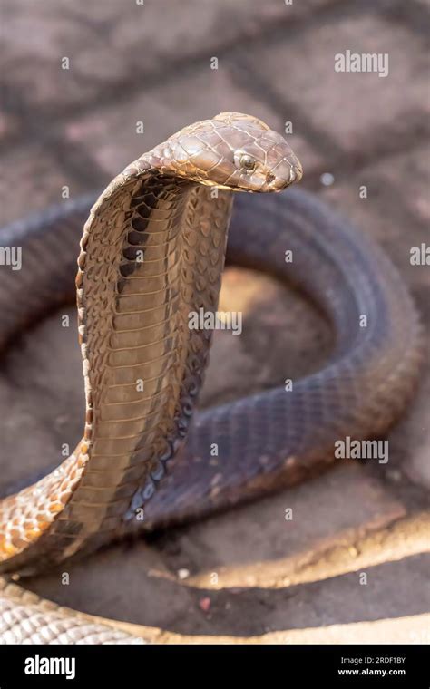 worlds  venomous snake  res stock photography  images alamy