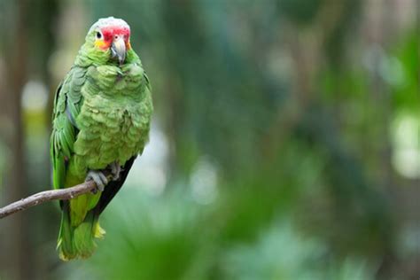 Descubre Tipos De Loros Y Cotorros Gu A Completa