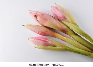 bunga kantan herb ginger flower stock photo  shutterstock