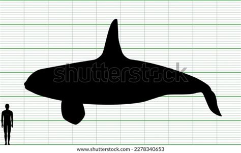 Orca Human Size Comparison Chart Stock Vector (Royalty Free) 2278340653 ...