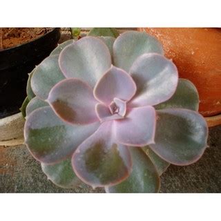 Sementes De Suculentas Echeveria Mandala Shopee Brasil