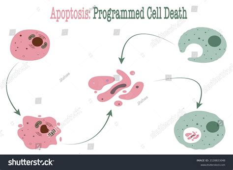 Apoptosis Programmed Cell Death Process Stock Vector Royalty Free