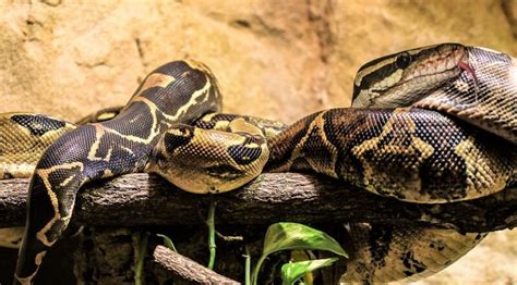 Boa Constrictor Qué Es Características Qué Come Hábitat Reproducción