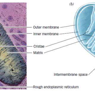 1: The mitochondrion. (a) An electron micrograph of an animal ...