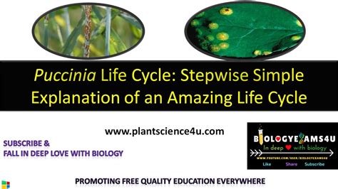 Life Cycle Of Puccinia