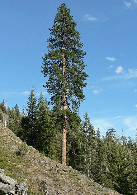 Pinus Ponderosa Wikipedia