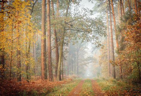 Autumn featuring forest, landscape, and autumn | Nature Stock Photos ...