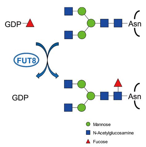 Figure 1 Core Fucose Synthesis Catalyzed By Glycoscience