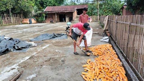 Tidak Sebanding Dengan Biaya Perawatan Harga Jagung Hibrida Di Musi